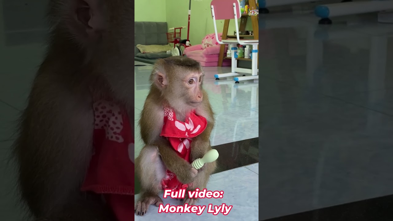 Monkey Lyly разозлился, потому что неправильно понял свою мать #шорты #обезьяна #youtubeshorts #в...