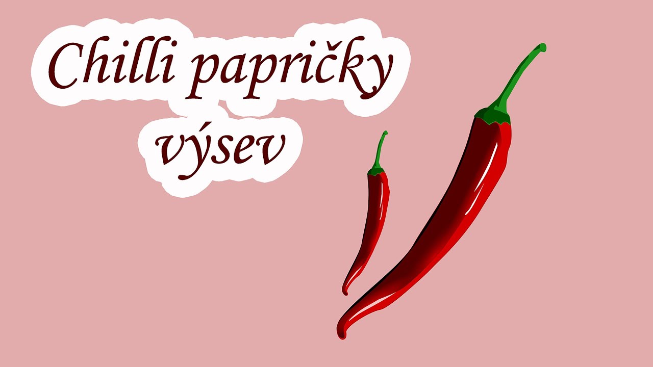 Chilli papričky   výsev