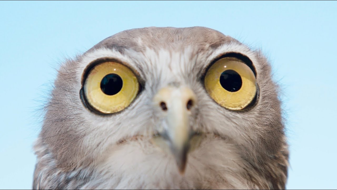 What makes a raptor a raptor?