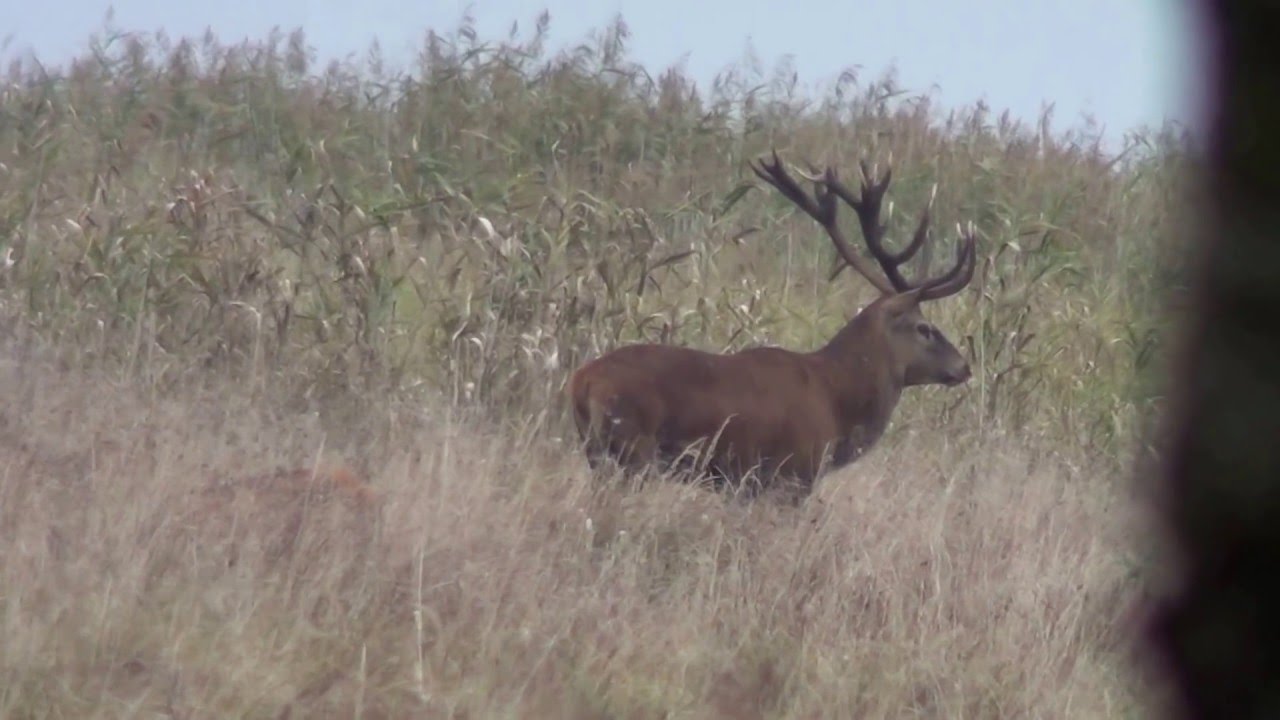Gold medal red stag, HUNTINGPOL//www.jagt-polen.dk// The best hunt in Poland