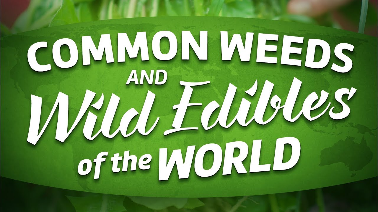 Common Weeds And Wild Edibles Of The World (full movie about foraging)