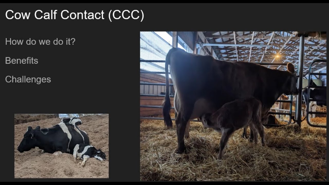 Examining Dairy Cow-Calf Contact