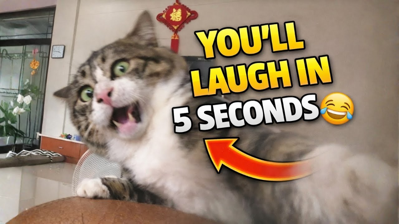 You’ll Laugh in 5 Seconds 😂 | Crazy Cat Moments