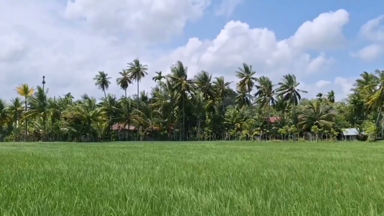 Wind Through the Fields 🌿 | Natural Daytime Ambience