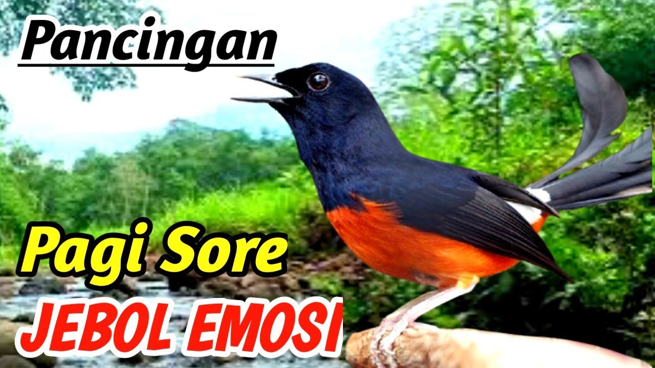 Natural Sound Therapy for Murai Batu – Boost Performance & Power