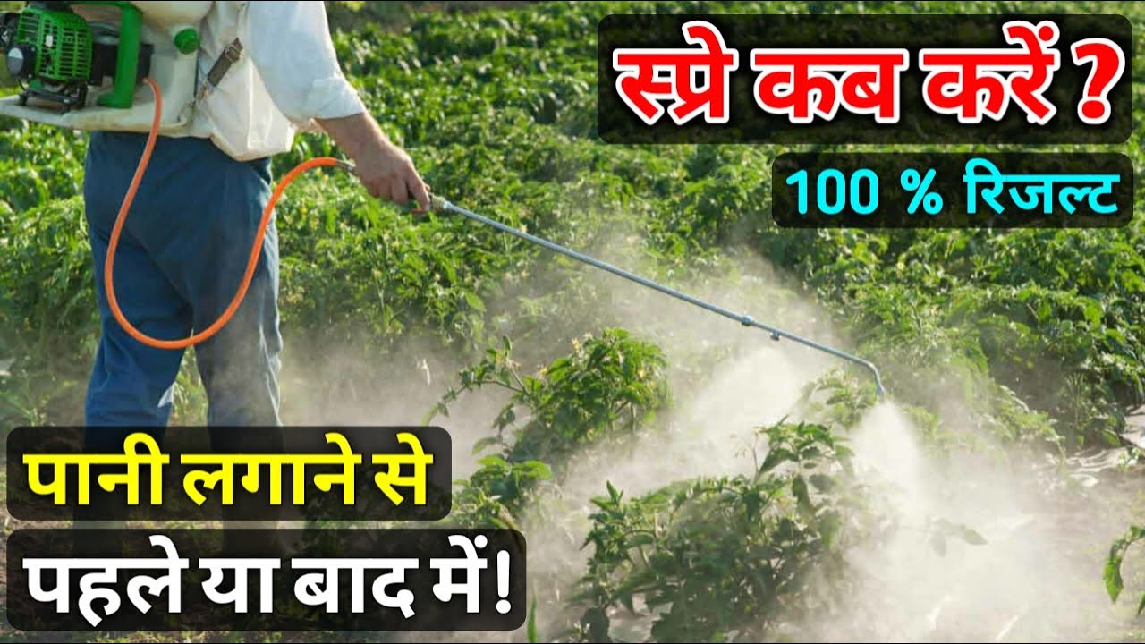 स्प्रे कब करें । पानी लगाने से पहले या बाद में insecticide | Fungicide | Herbicide | NPK Fertilizer