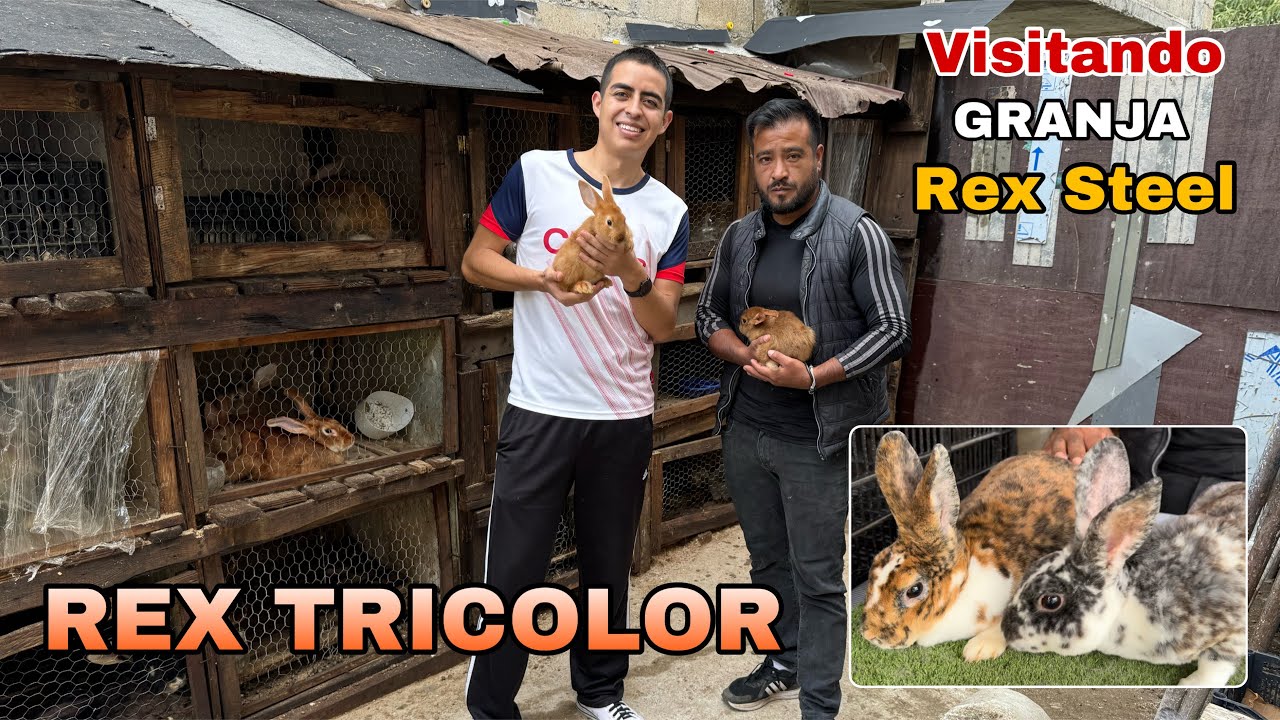 Visitando tu Granja #55 “Granja REX STEEL” (Conoce 6 razas de conejo) 🐰🤠