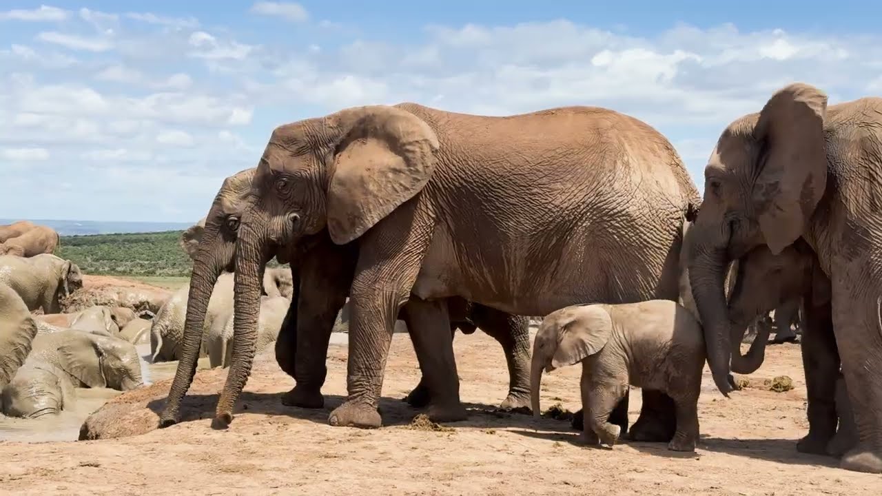 Südafrika Teil 2 - Gardenroute, Addo Nationalpark und die Drakensberge