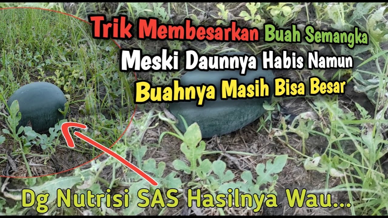 15# Pupuk Yang Tepat Untuk Pembesaran Buah Semangka Meski Daunnya Habis Buahnya Masih Bisa Besar