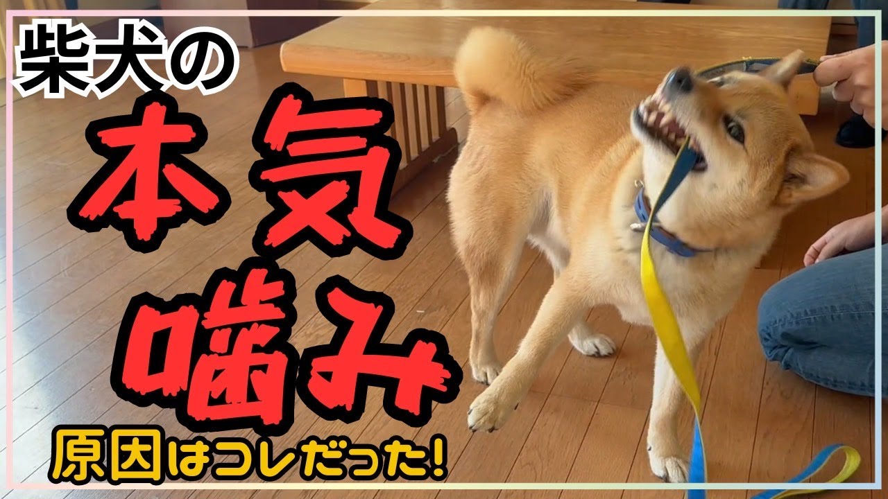 【犬しつけ】【噛みつき】突然本気噛みしてくる柴犬のお悩み相談！原因は！？噛み癖にさせない為に！【柴犬】