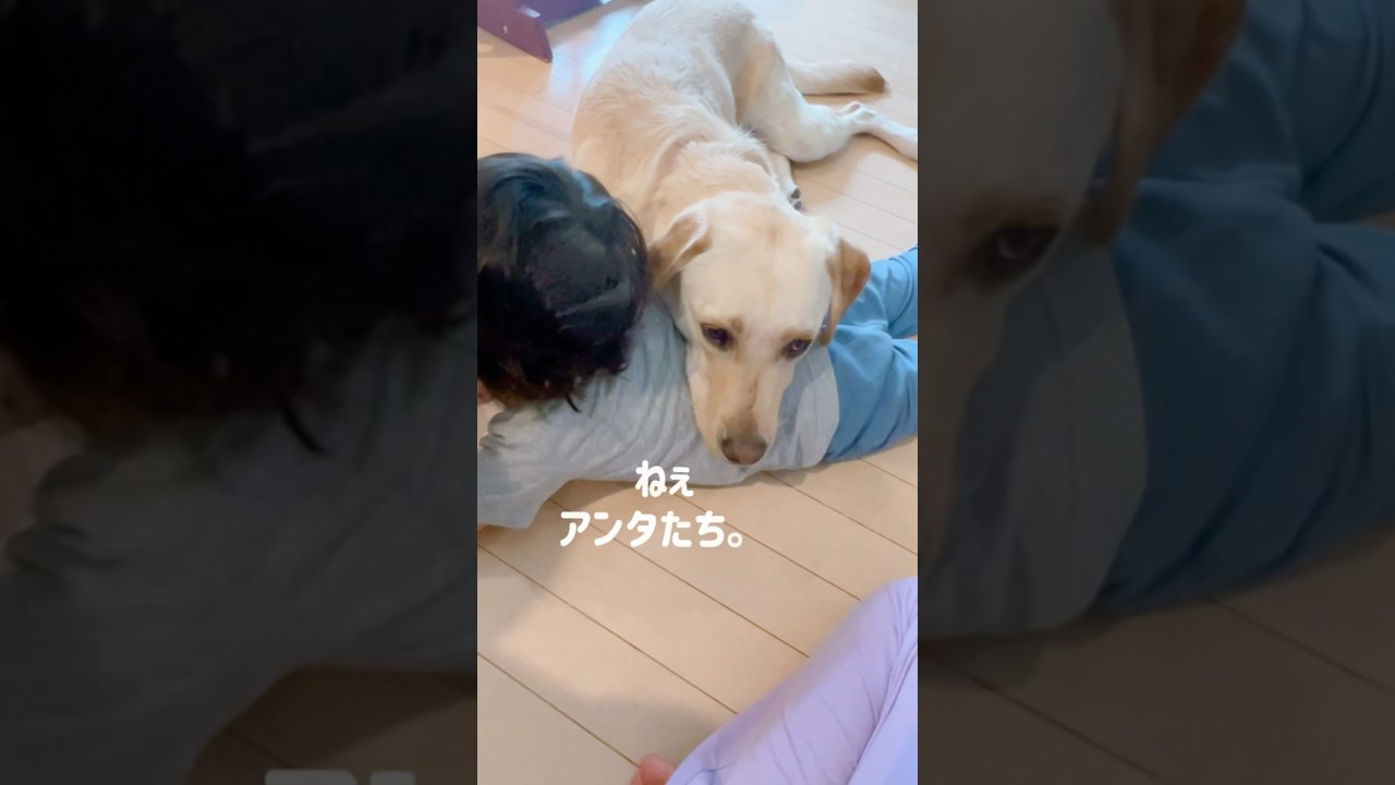 大型犬＋子供＝仲良し◎ #子供と犬 #ラブラドールレトリバー #guidedog #犬のいる暮らし