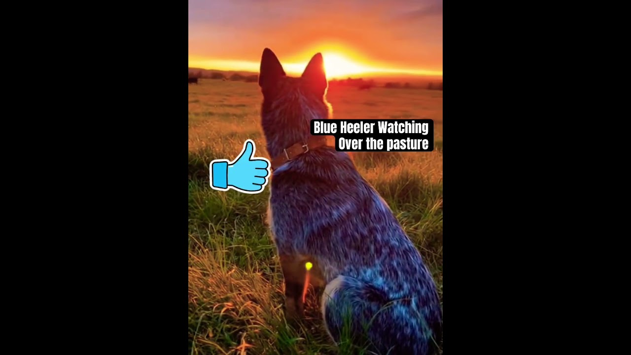 Blue heeler sitting still???