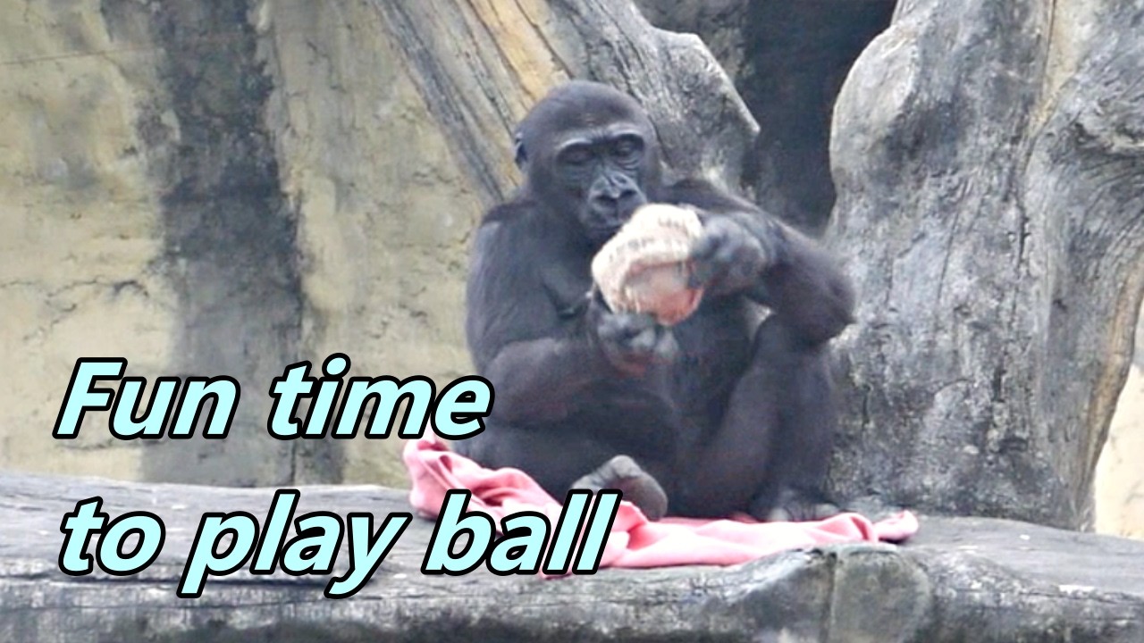 Jabali and Ringo had fun time to play ball / Jabali和Ringo開心玩球