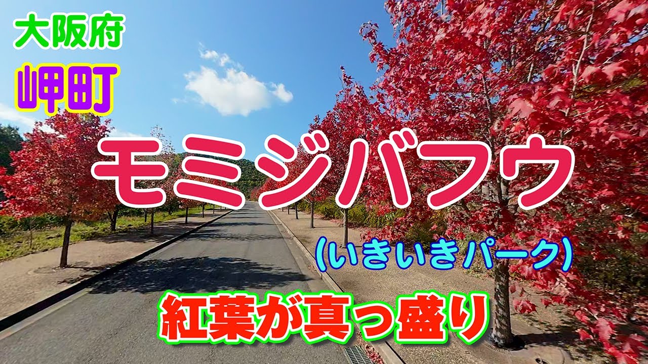 360度カメラ映像　いきいきパークのモミジバフウ　2025年11月10日撮影