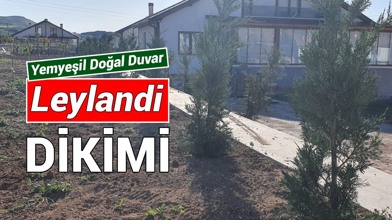 Leylandi dikim ve maliyeti mayıs 2025 Ankara
