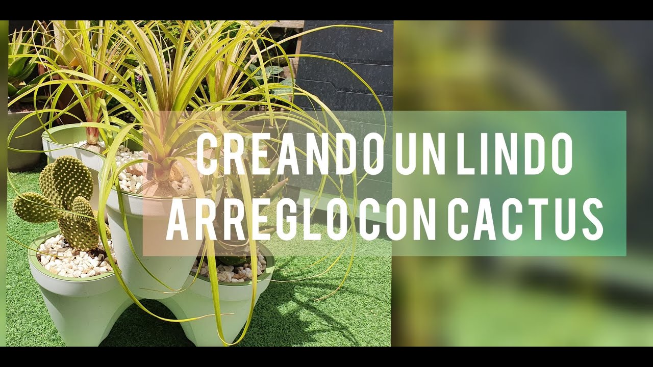 Creando un lindo arreglo con mi Aloe Brevifolia y otros Cactus/Jardín Suculento