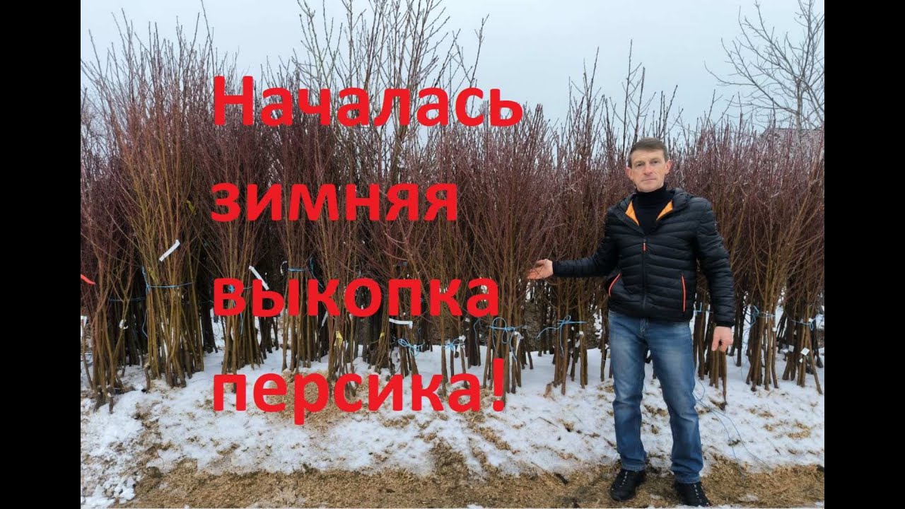 Саженцы персика от производителя со скидкой!
