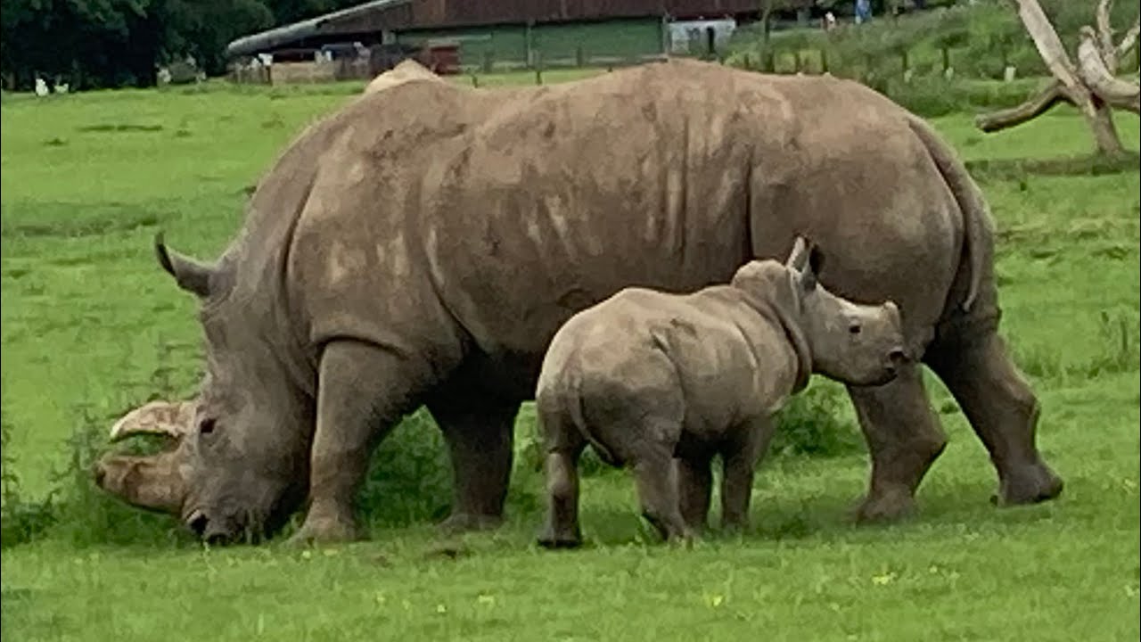 Zoo Update ZSL Whipsnade Spring watch