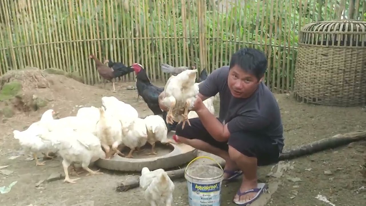Perkawinan Silang Ayam Kampung Dengan Ayam Boiler/Ayam Potong