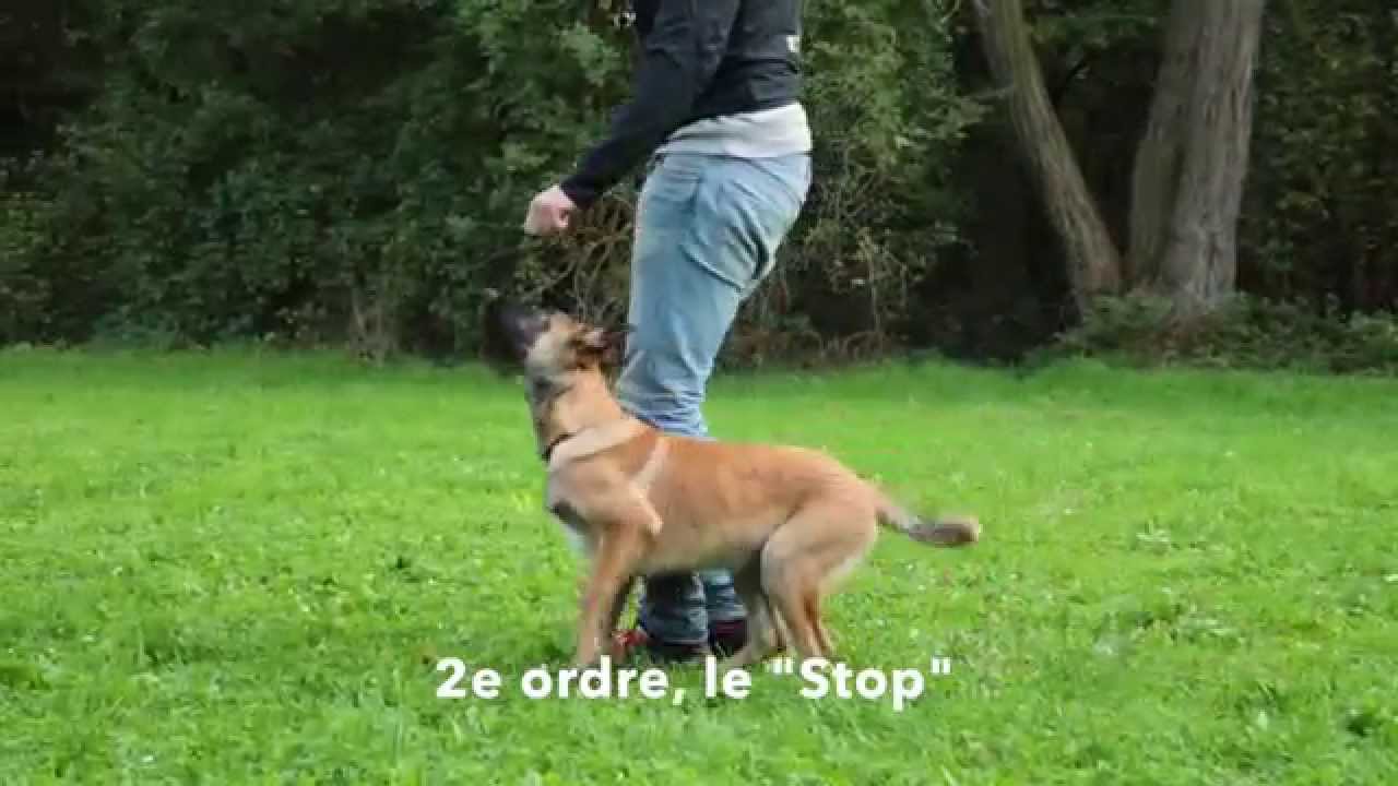 Dressage des chiots : les ordres de base de l'&eacute;ducation canine