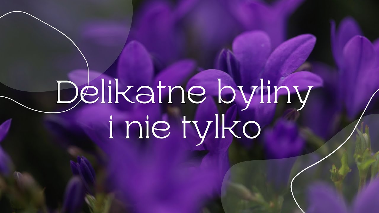 Problemy wiązów i delikatnych bylin ogrodowych