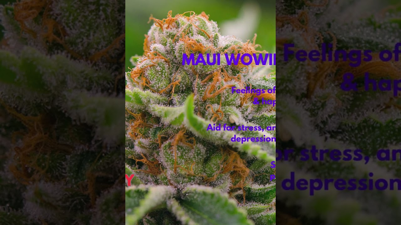 5 Sativa Strains to Inquire About in 2023 #cannabiseducation #cannabis #sativa #roadto100subs