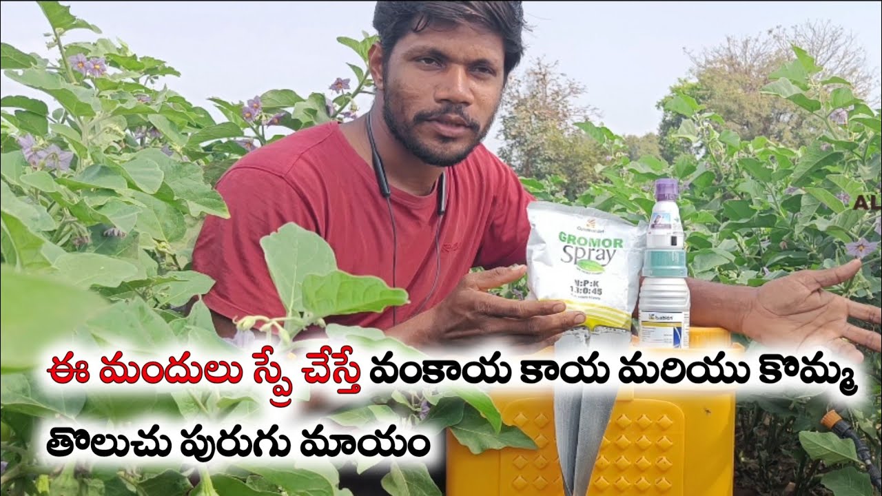 #vankayalo kayatholuchu mariyu kommatholuchu purugu nivarana ki chakkati mandhulu!!