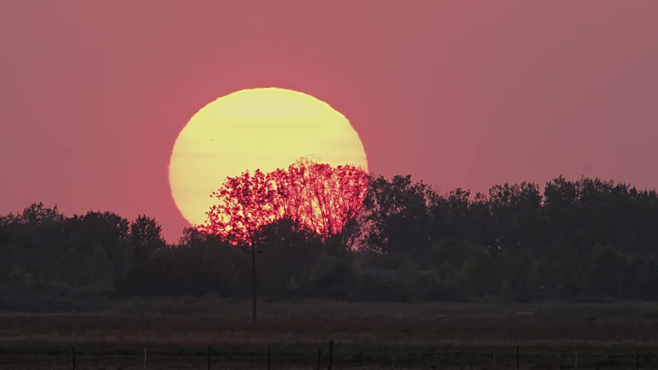 Roe deers in sunset