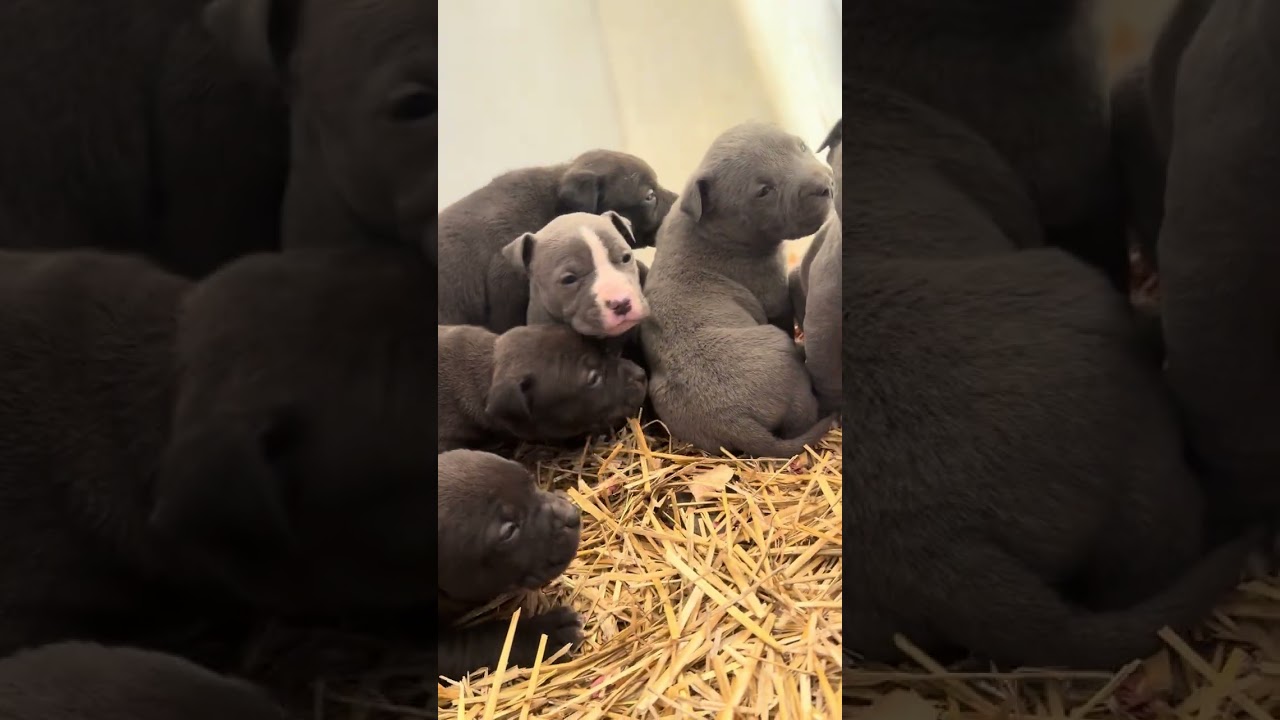 Blue & Black Pitbull puppies at 4 weeks old. 