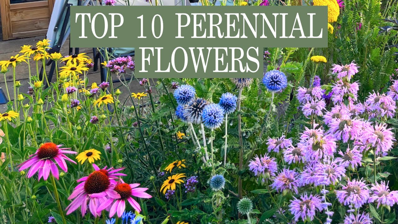 10 Perennial Flowers Every Garden Should Have!