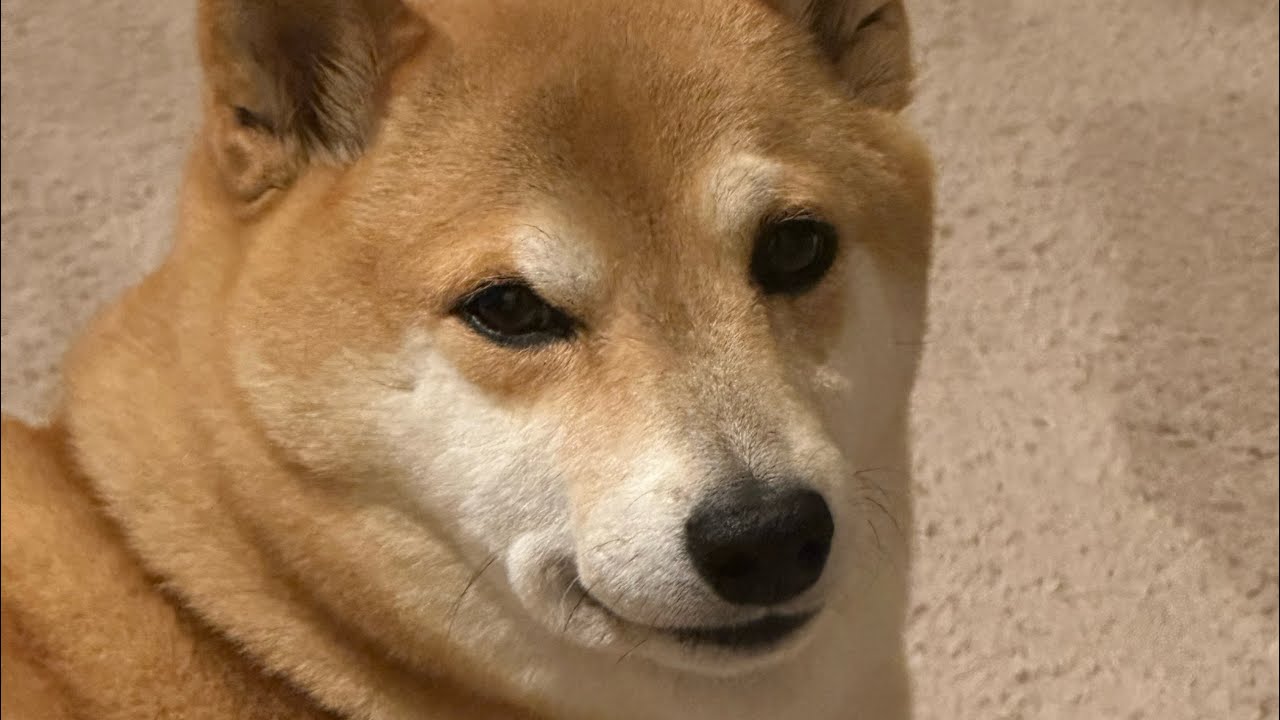 This Shiba is a Pro Yapper…