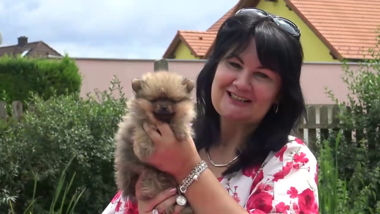 TRAUMHAFT Familie Zwergspitz und Kleinspitz Welpen www.welpenvermittlung-hunde.at