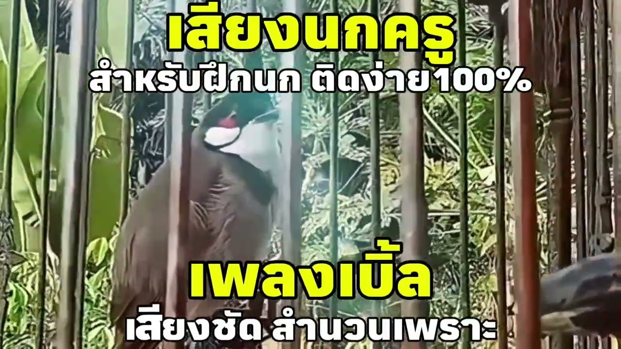 เสียงนกกรงหัวจุก เพลงเบิ้ล สำหรับฝึกนกติดง่ายๆ100% #เสียงกระตุ้นนกรงหัวจุก #นกเบิ้ลอาชีพ #เสียงนกครู