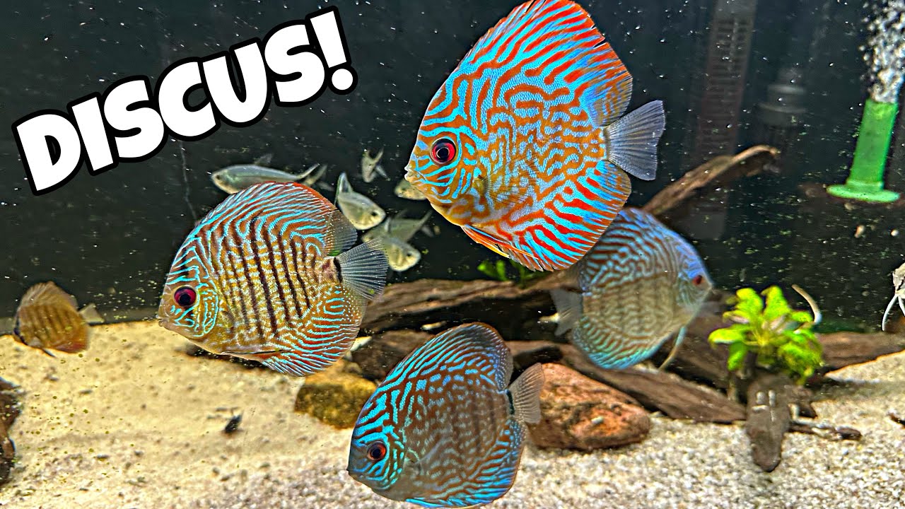 NEW Discus for the 75 Gallon Aquarium!