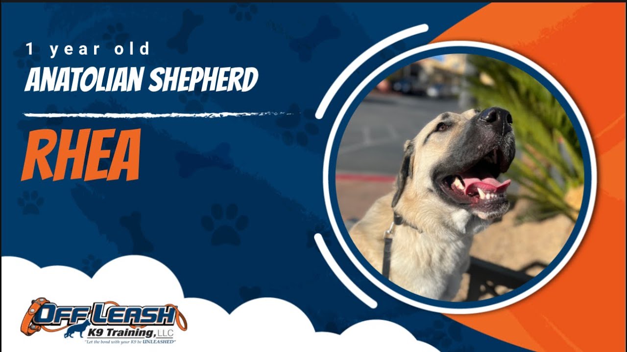 Anatolian Shepherd 🐾Off leash Training | Best Dog Trainer | Reno, NV🐾