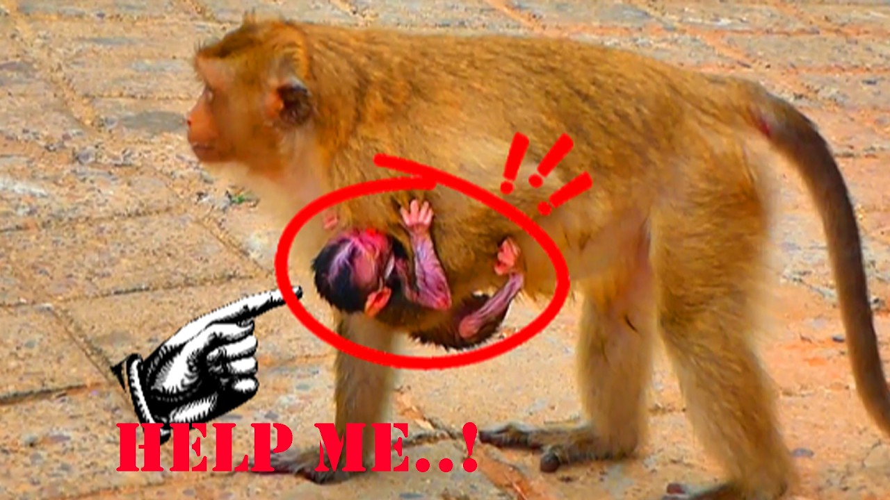 Ah God.. Unbelievable..! Mama macaque monkey never hug the newborn while walking, the just born BB.!