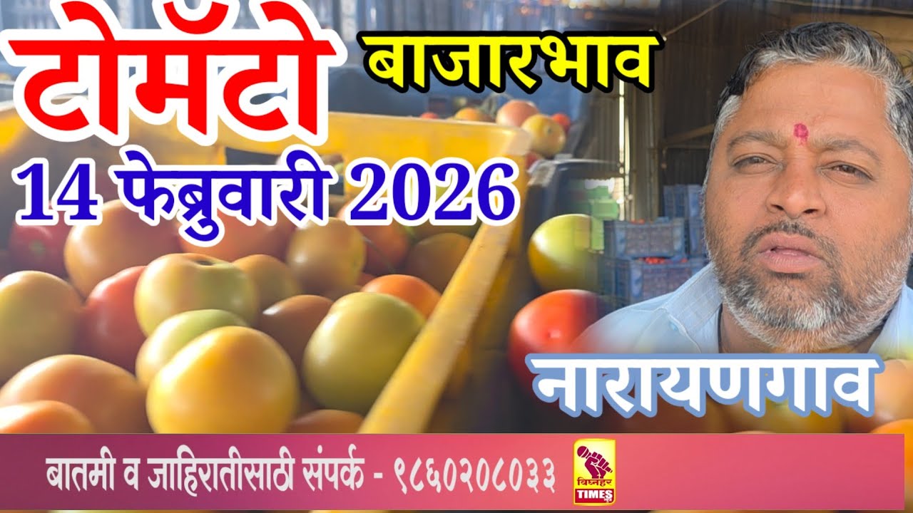 नारायणगाव टोमॅटो मार्केट l दिनांक 14 फेब्रुवारी 2026 रोजी पहा काय मिळाला बाजार?भाव 