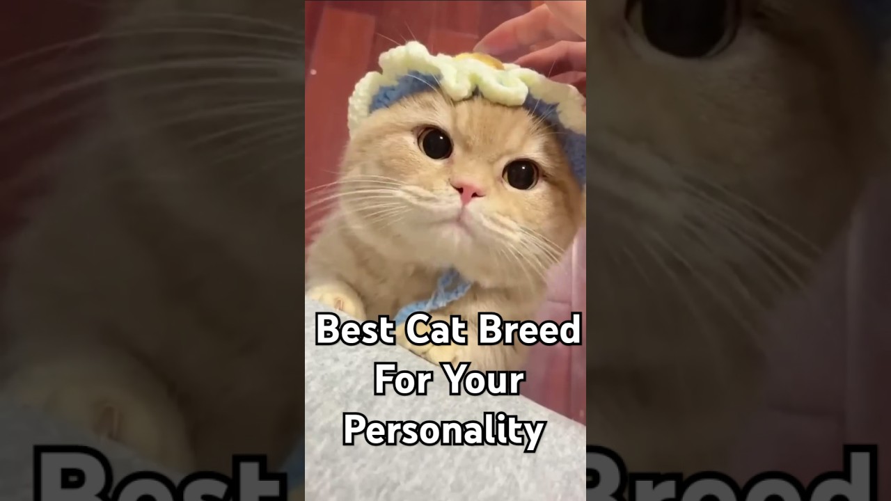The Best Cat Breeds for Your Personality! 🐱✨