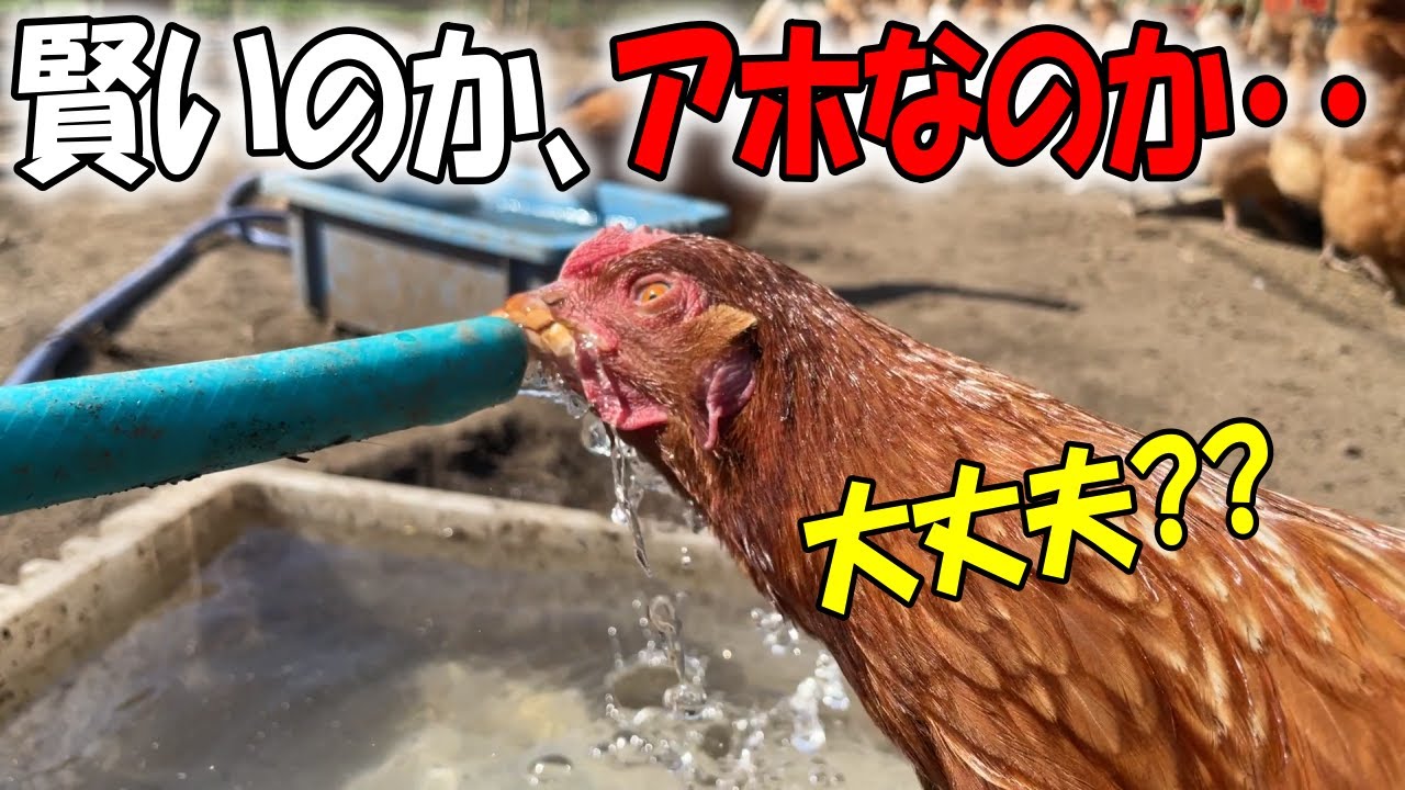 水をラッパ飲みできる天才的なニワトリが見つかりました