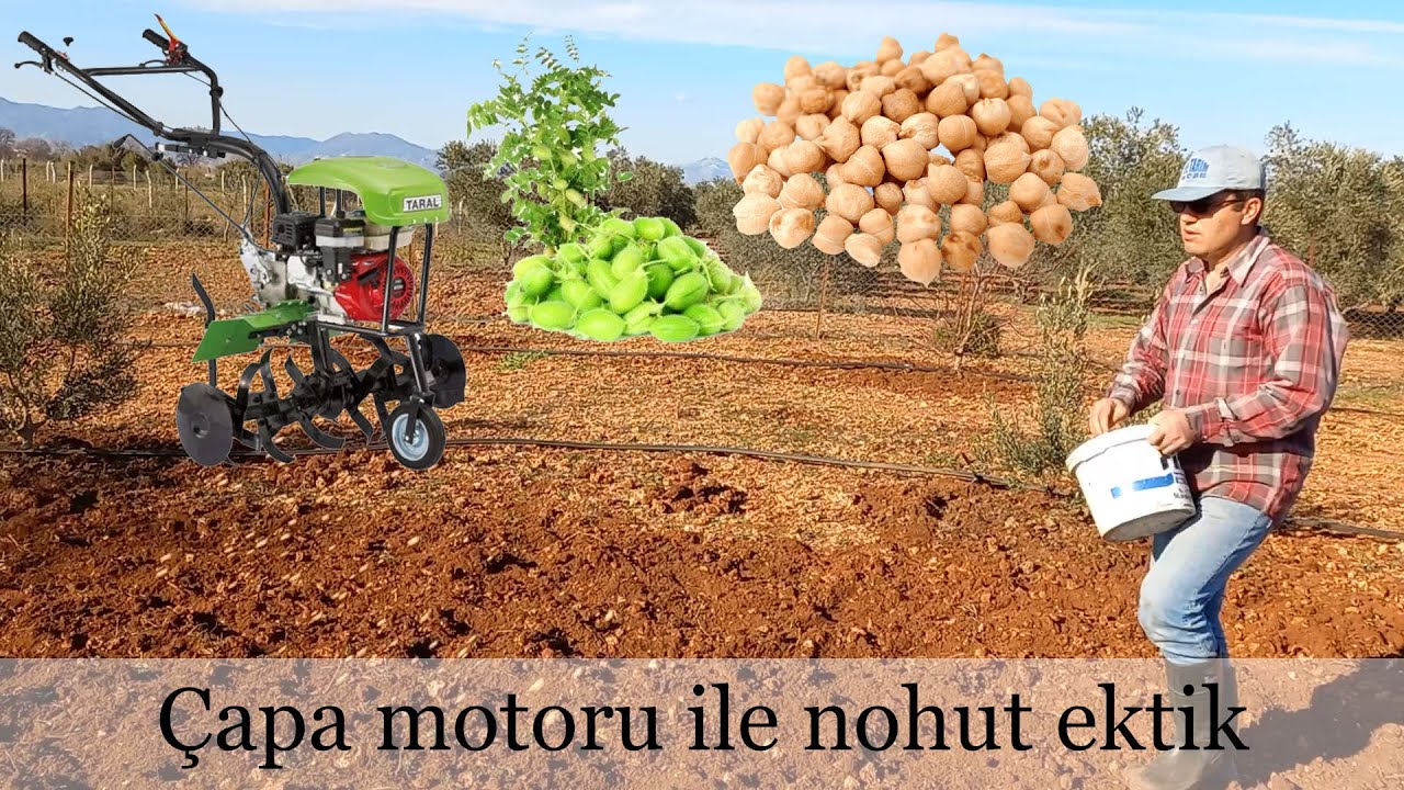 Çapa motoru ile nohut ekimi nasıl yapılır ???