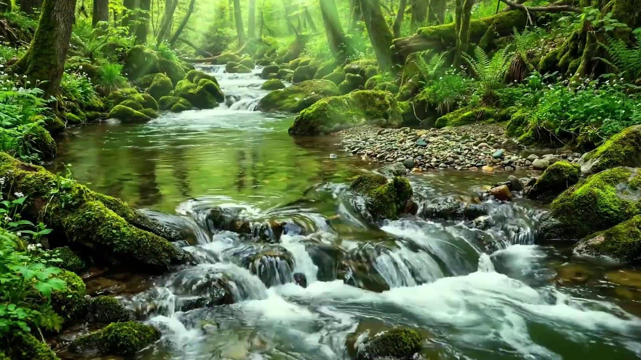 Forest Paradise Ambience, Birds Singing and Gentle Stream Flow, Soothing Natural Relaxation ASMR