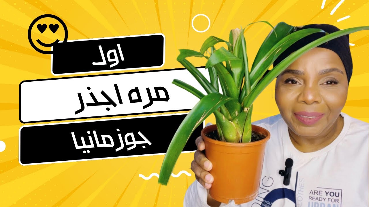 كيف ناخذ خلفات من نبات الجوزمانيا ؟! 🌿
