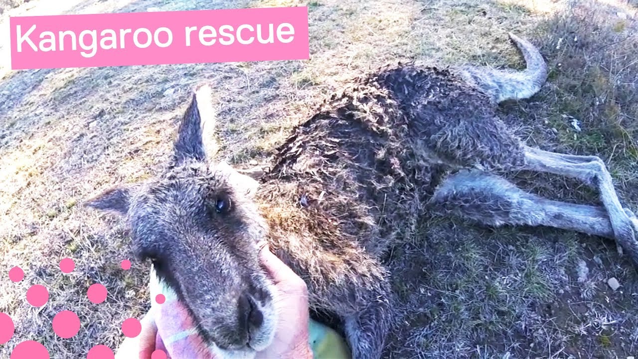 Australian Man Saves Injured Kangaroo after Stray Dog Attack