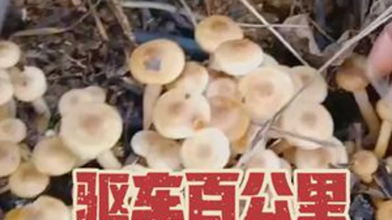 驱车100公里捡菌子！这个林子的菌子太多了！捡得太过瘾了！#捡菌子的乐趣来了 #又到了捡菌的季节 #捅了野生菌的窝了 #野生菌 #捡菌子的乐趣