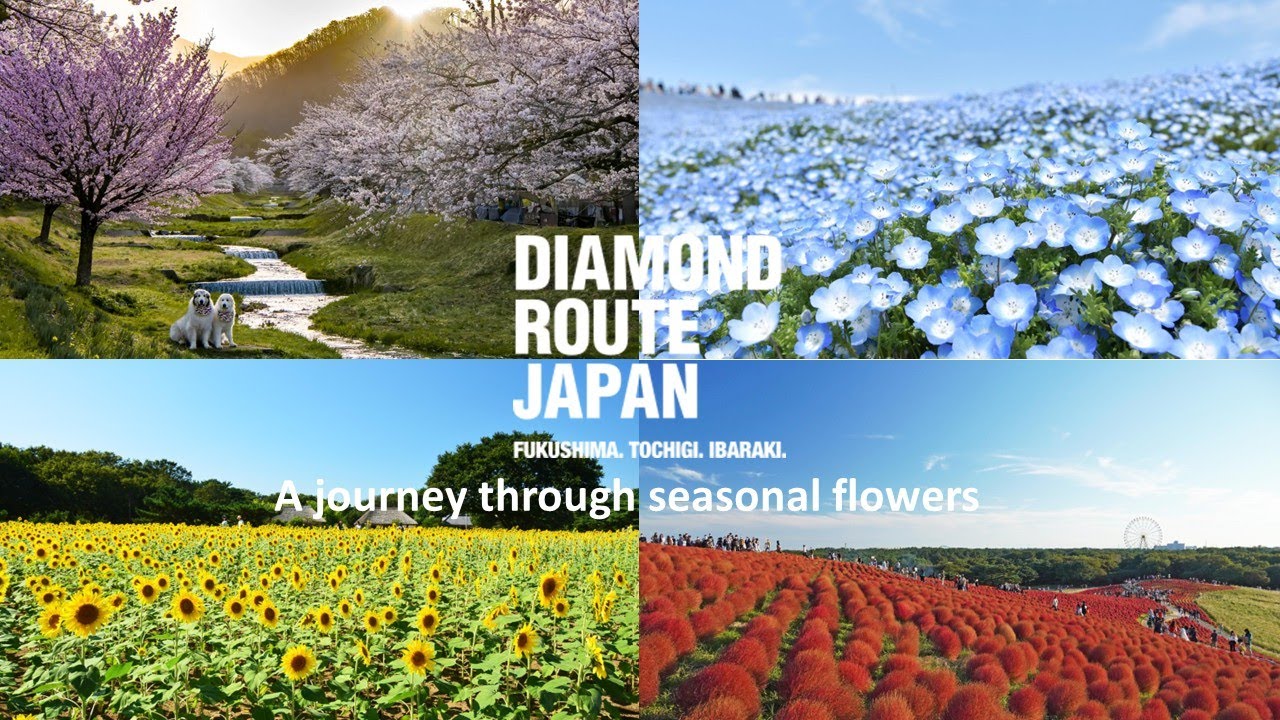 A journey through seasonal flowers：Diamond Route Japan 2025