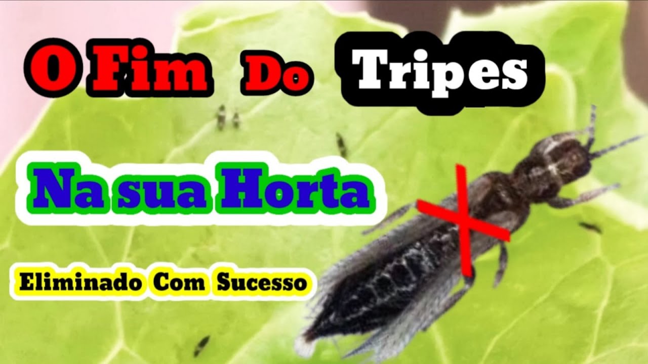 Como acabar com o tripes definitivamente na sua horta!