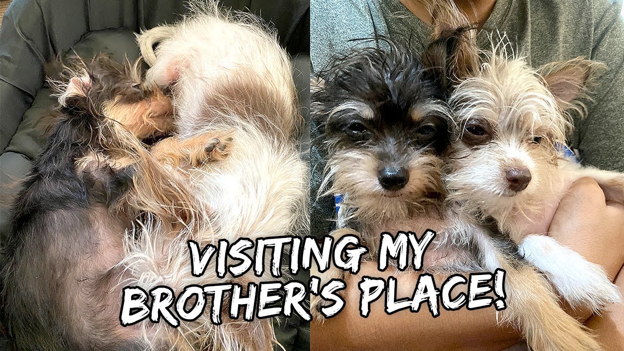 My Puppy Spends the Day At His Twin Brother's House | Vlog #932