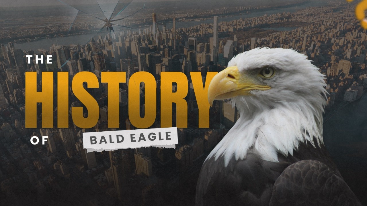 The History of Bald Eagle