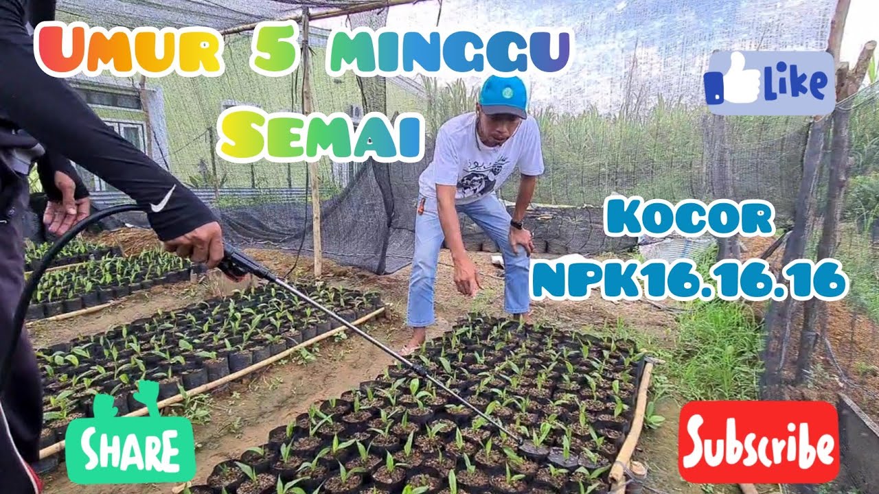 Kocor NPK 16.16.16 || Bibit sawit unggul umur 5 minggu semai...gaskeuun