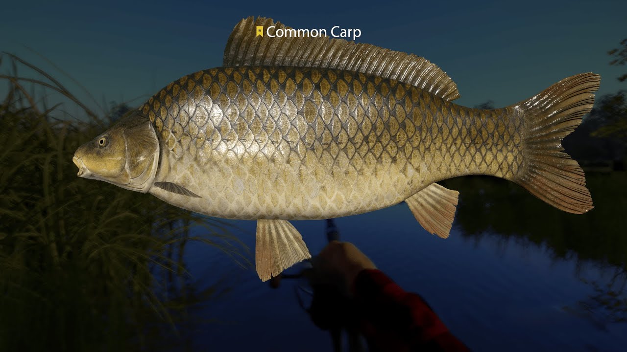 TROFY COMON CARP-BEAR LAKE Rf4